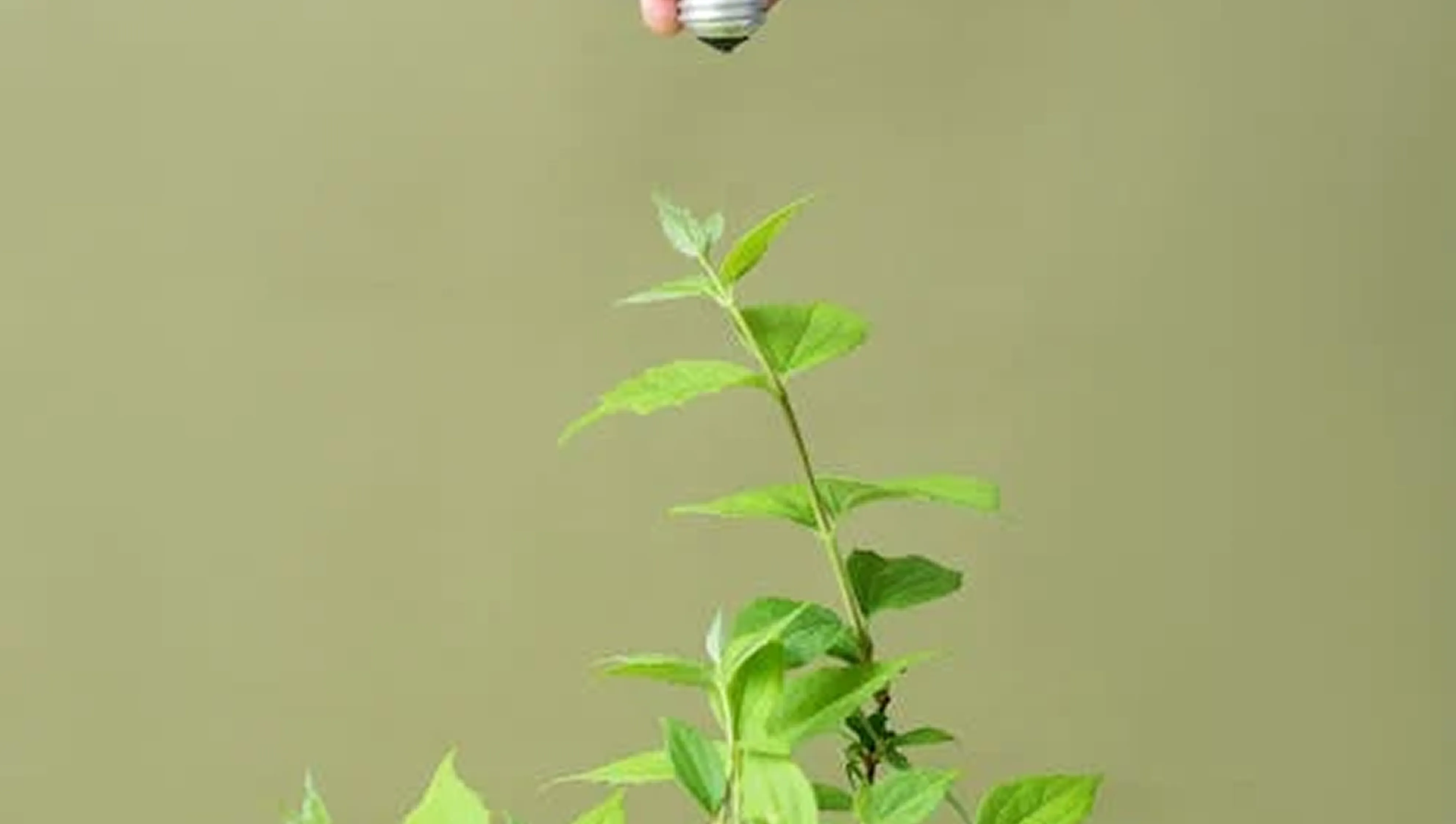 img-1